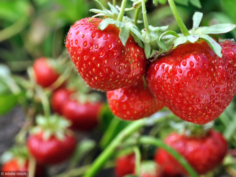 Des fraises du jardin, ça vous dit ?