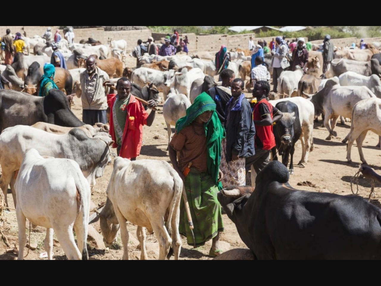 Sahel' Nature & culture des bergers : défenseur du pastoralisme nomade du Sahel