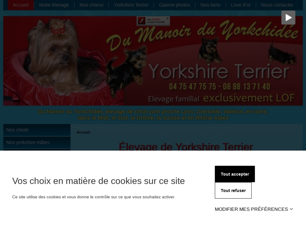 Elevage Yorkshire Terrier, tout ce qu'il faut savoir avant d'élever un yorkshire terrier