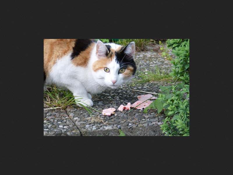 Les troubles alimentaires d’un chat