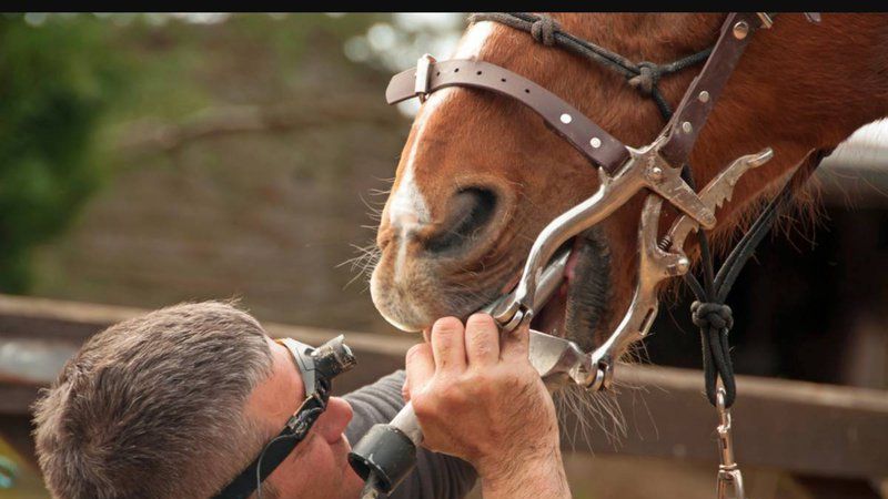 Horse Dental Equipment : votre fabricant d’équipement professionnel pour la dentisterie équine