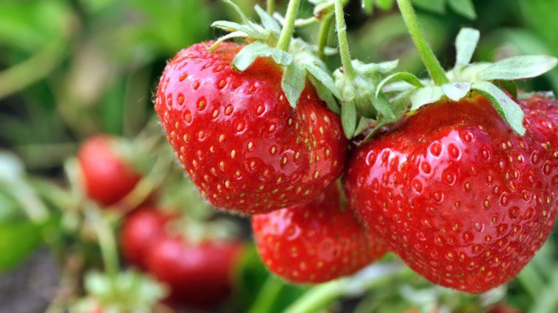 Des fraises du jardin, ça vous dit ?