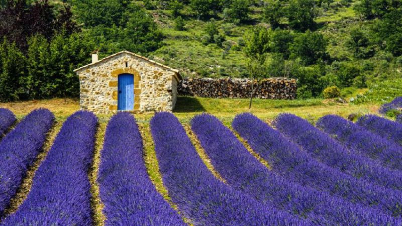 LHP : vente de lavande et de cadeaux souvenirs de Provence