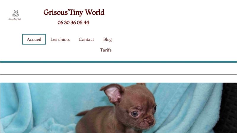Les chiots Chihuahua de l'élevage Grisous'Tiny World