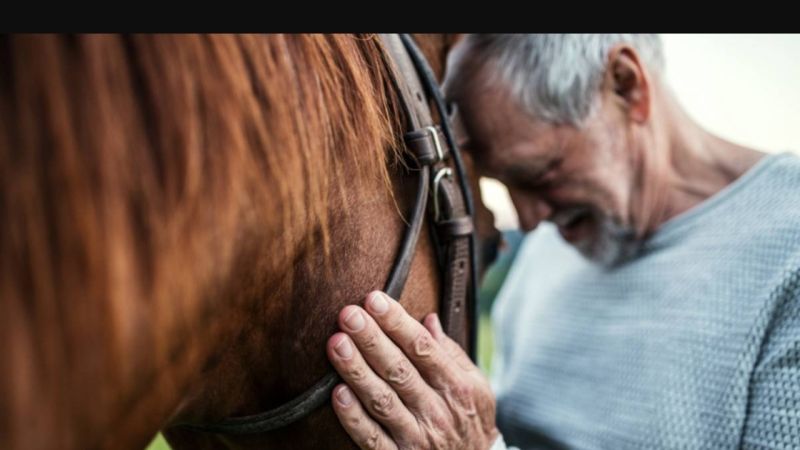 DistriHorse33 : le bien-être du cheval au naturel