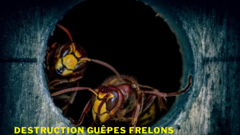 Guêpes Frelons Grenoble