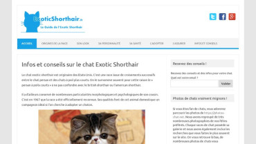 Page d'accueil du site : ExoticShorthair.fr