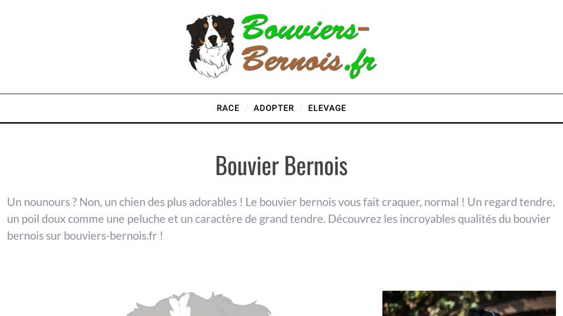Bouviers bernois